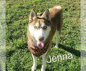 Siberian Husky Dogs for adoption in Placerville, CA, USA