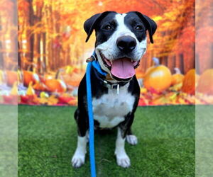 Mutt Dogs for adoption in Long Beach, CA, USA