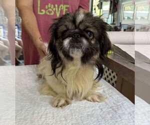 Pekingese Dogs for adoption in Benton, LA, USA