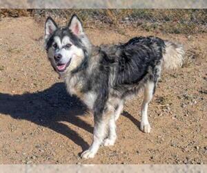 Alaskan Malamute Dogs for adoption in Santa Fe, NM, USA