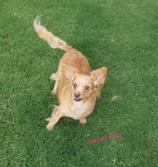 Chion Dogs for adoption in Apache Junction, AZ, USA