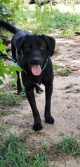 Labrador Retriever Dogs for adoption in Dalzell, SC, USA