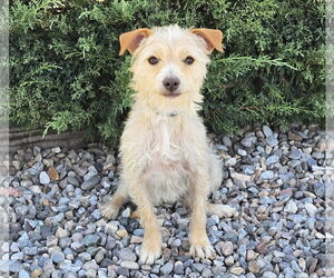 Medium Photo #3 Norfolk Terrier-Poodle (Toy) Mix Puppy For Sale in Albuquerque, NM, USA