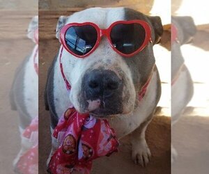 American Staffordshire Terrier-Unknown Mix Dogs for adoption in Pena Blanca, NM, USA