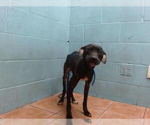 Labrador Retriever Dogs for adoption in Downey, CA, USA