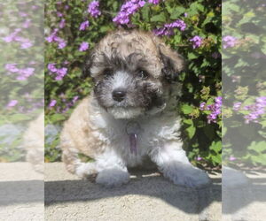 Poodle (Miniature) Dogs for adoption in Corona, CA, USA