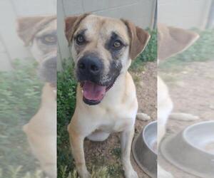Golden Labrador Dogs for adoption in Amarillo, TX, USA