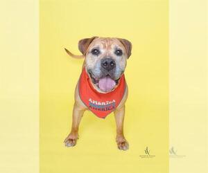 Mastiff-Unknown Mix Dogs for adoption in Forestville, MD, USA