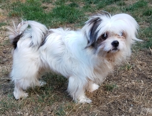 Chiranian Dogs for adoption in Olalla, WA, USA
