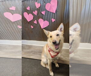 Mutt Dogs for adoption in Emmett, ID, USA