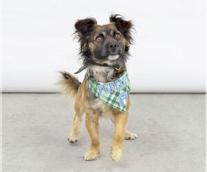 Mutt Dogs for adoption in Pasadena, CA, USA