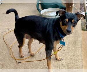 Miniature Pinscher Dogs for adoption in Plymouth, MN, USA
