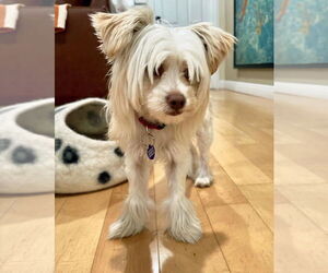 Mutt Dogs for adoption in Plantation, FL, USA