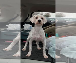 Maltese Dogs for adoption in Holly Springs, NC, USA