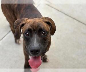 American Pit Bull Terrier-Unknown Mix Dogs for adoption in Tulsa, OK, USA