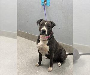 American Pit Bull Terrier-Unknown Mix Dogs for adoption in Las Vegas, NV, USA