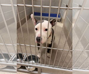American Pit Bull Terrier Dogs for adoption in Virginia Beach, VA, USA