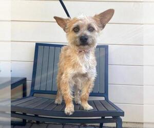 Norwich Terrier Dogs for adoption in Palo Alto, CA, USA