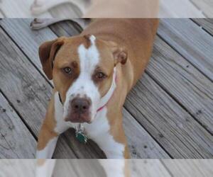 American Pit Bull Terrier-Unknown Mix Dogs for adoption in Harpswell, ME, USA