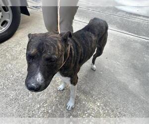 American Pit Bull Terrier-Unknown Mix Dogs for adoption in Houston, TX, USA