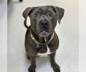 American Pit Bull Terrier-Unknown Mix Dogs for adoption in Rohnert Park, CA, USA
