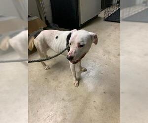 American Bulldog Dogs for adoption in Gainesville, FL, USA