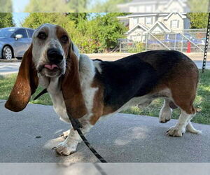 Basset Hound Dogs for adoption in Deepwater, NJ, USA