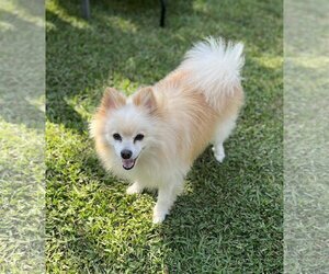 Pomeranian Dogs for adoption in Jacksonville, FL, USA