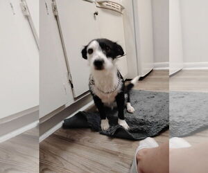 Mutt Dogs for adoption in New Orleans, LA, USA