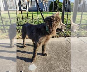 Chow Chow-Unknown Mix Dogs for adoption in San Antonio, TX, USA