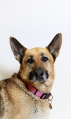 Medium Photo #1 German Shepherd Dog Puppy For Sale in Truckee, CA, USA