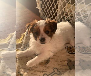 Cava-lon Dogs for adoption in Wheaton, IL, USA