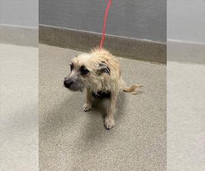 Mutt Dogs for adoption in Las Vegas, NV, USA
