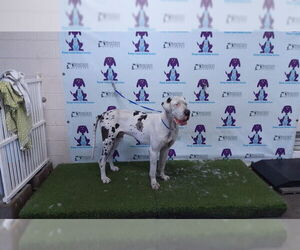 Great Dane Dogs for adoption in Orlando, FL, USA
