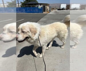 Great Pyrenees Dogs for adoption in HESPERIA, CA, USA