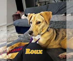 Catahoula Leopard Dog-Unknown Mix Dogs for adoption in HOUSTON, TX, USA