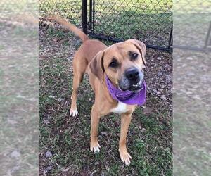 Bulloxer Dogs for adoption in Temple, GA, USA