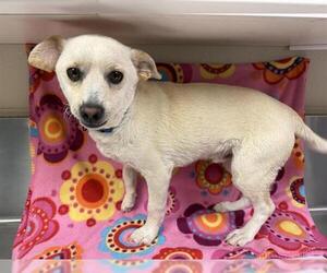 Chihuahua-Unknown Mix Dogs for adoption in HESPERIA, CA, USA