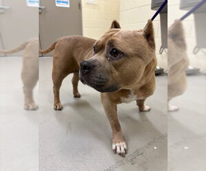 Mutt Dogs for adoption in Sanford, FL, USA