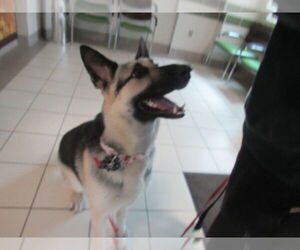 German Shepherd Dog Dogs for adoption in Derwood, MD, USA