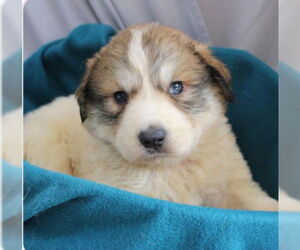 Great Pyrenees-Unknown Mix Dogs for adoption in Minneapolis, MN, USA