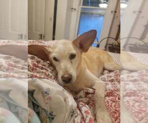 Mutt Dogs for adoption in Paso Robles, CA, USA