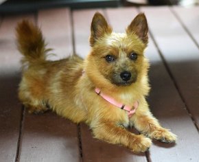 Norwich Terrier Dogs for adoption in springfield, VA, USA