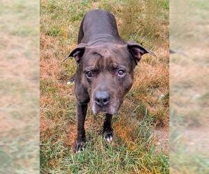 American Staffordshire Terrier-Unknown Mix Dogs for adoption in Akron, OH, USA