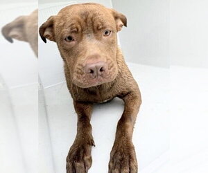 Labrador Retriever-Unknown Mix Dogs for adoption in Houston, TX, USA