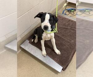 American Pit Bull Terrier Dogs for adoption in Santa Maria, CA, USA