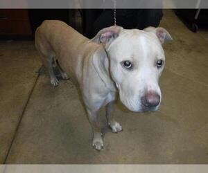 American Pit Bull Terrier Dogs for adoption in Sanford, FL, USA