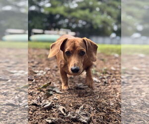Dachshund Dogs for adoption in Forest, VA, USA