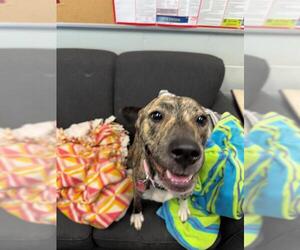 American Pit Bull Terrier-Unknown Mix Dogs for adoption in Peoria, IL, USA