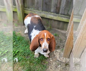 Basset Hound Dogs for adoption in Brookville, OH, USA
